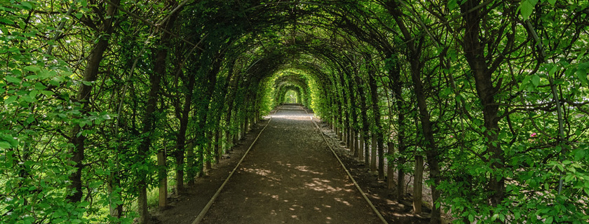 The Allée at Snug Harbor Cultural Center & Botanical Garden — a French-Italian pleached walkway
